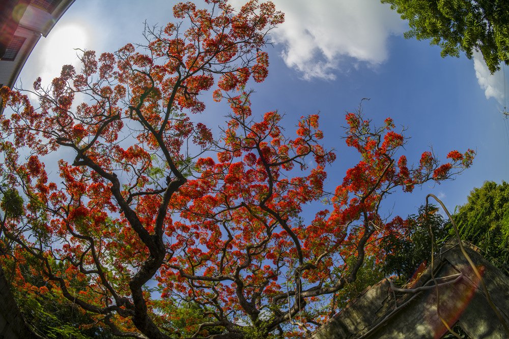 高雄湖內蕃茄會社百年鳳凰樹火紅記錄