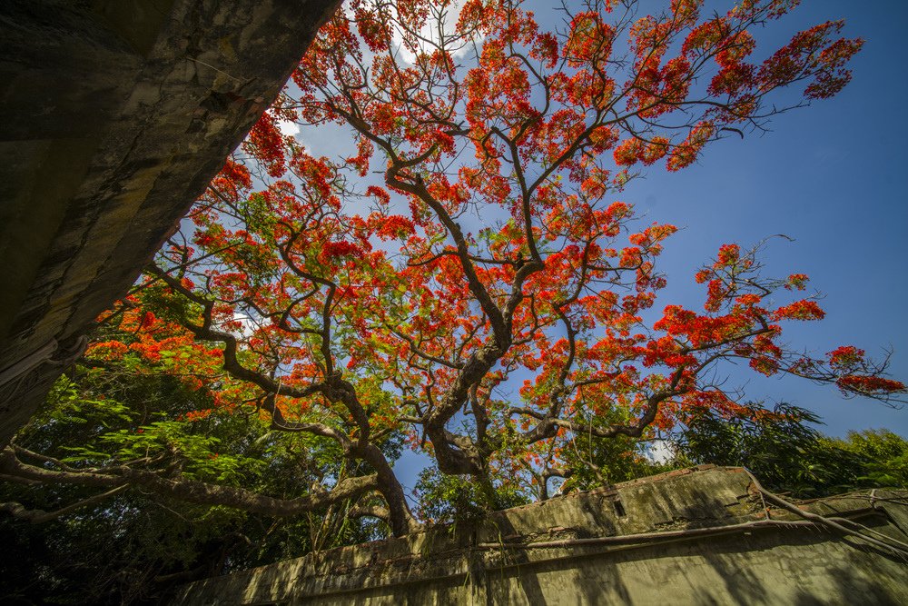 高雄湖內蕃茄會社百年鳳凰樹火紅記錄