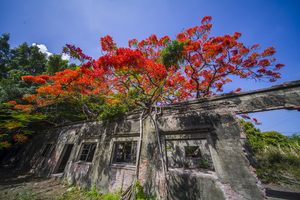 高雄湖內蕃茄會社百年鳳凰樹火紅記錄