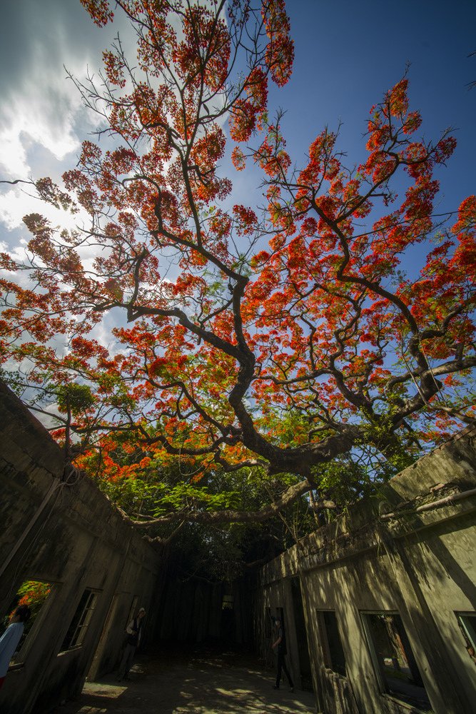 高雄湖內蕃茄會社百年鳳凰樹火紅記錄