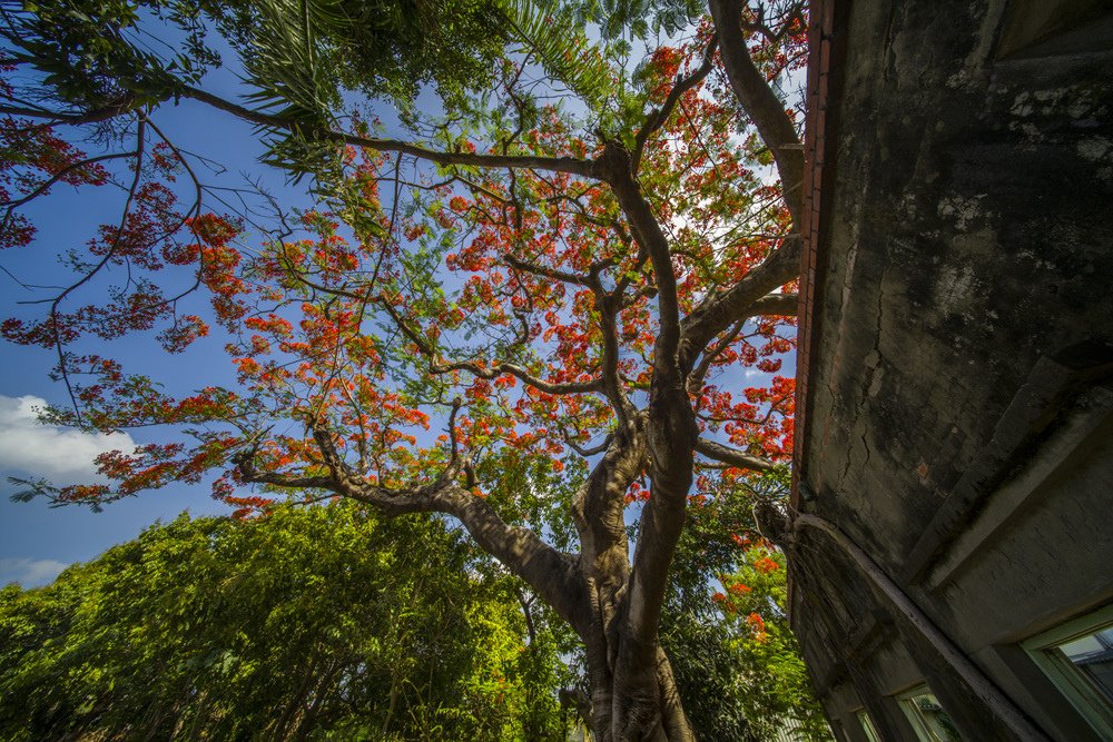 高雄湖內蕃茄會社百年鳳凰樹火紅記錄