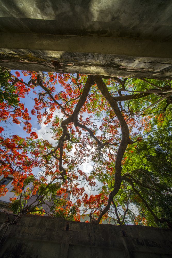 高雄湖內蕃茄會社百年鳳凰樹火紅記錄