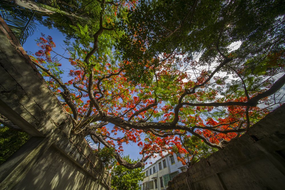 高雄湖內蕃茄會社百年鳳凰樹火紅記錄