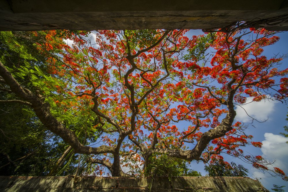 高雄湖內蕃茄會社百年鳳凰樹火紅記錄