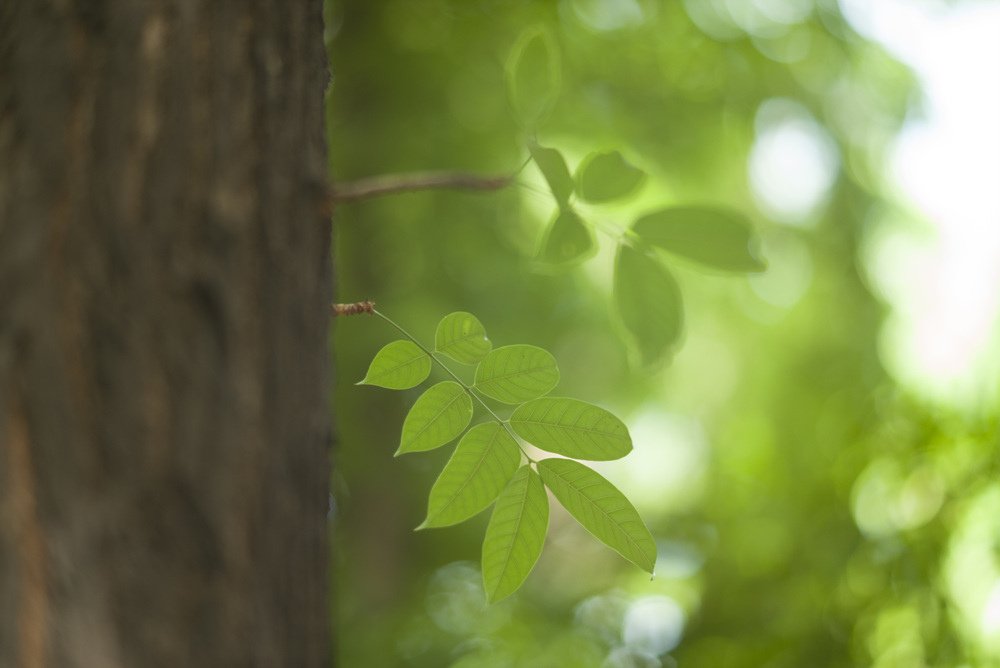 Ttartisan 90mm f1.25開箱測試文