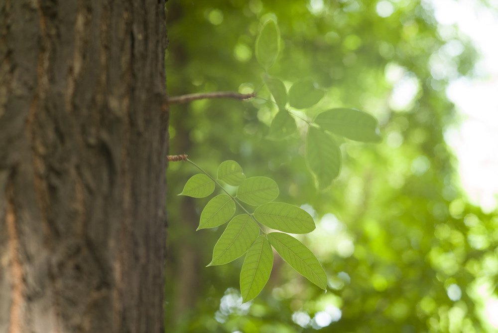 Ttartisan 90mm f1.25開箱測試文