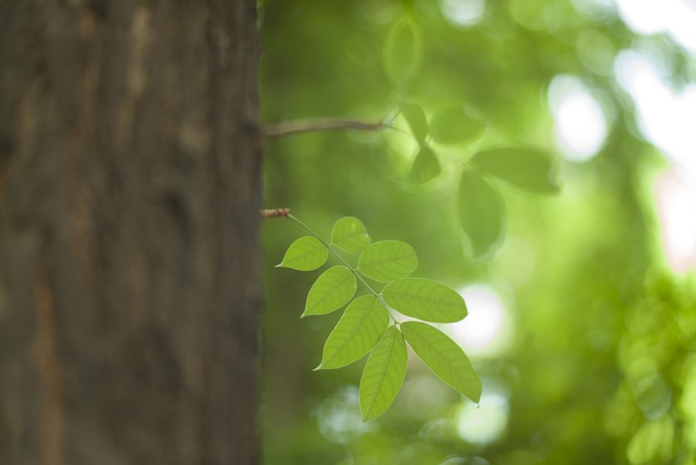 Ttartisan 90mm f1.25開箱測試文