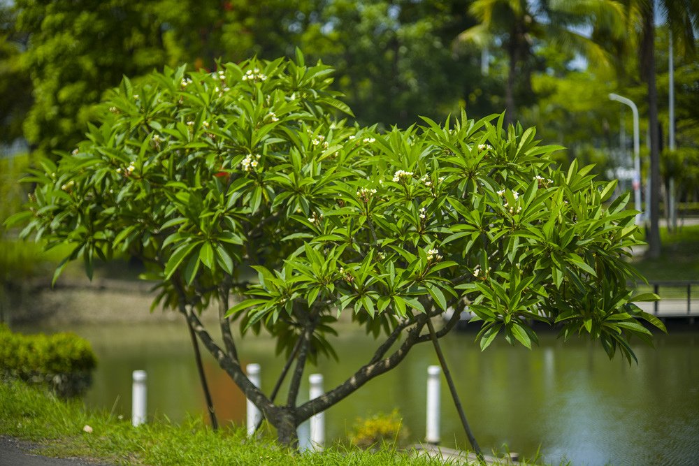 高雄世運主場館生態景觀公園