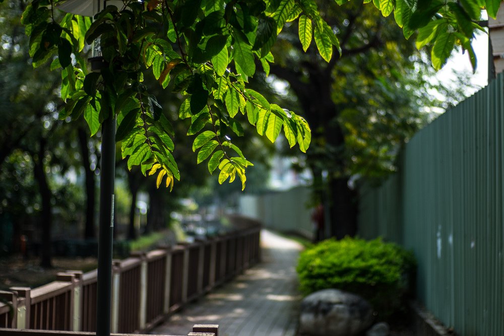 一百七十年的高雄鳳山曹公圳