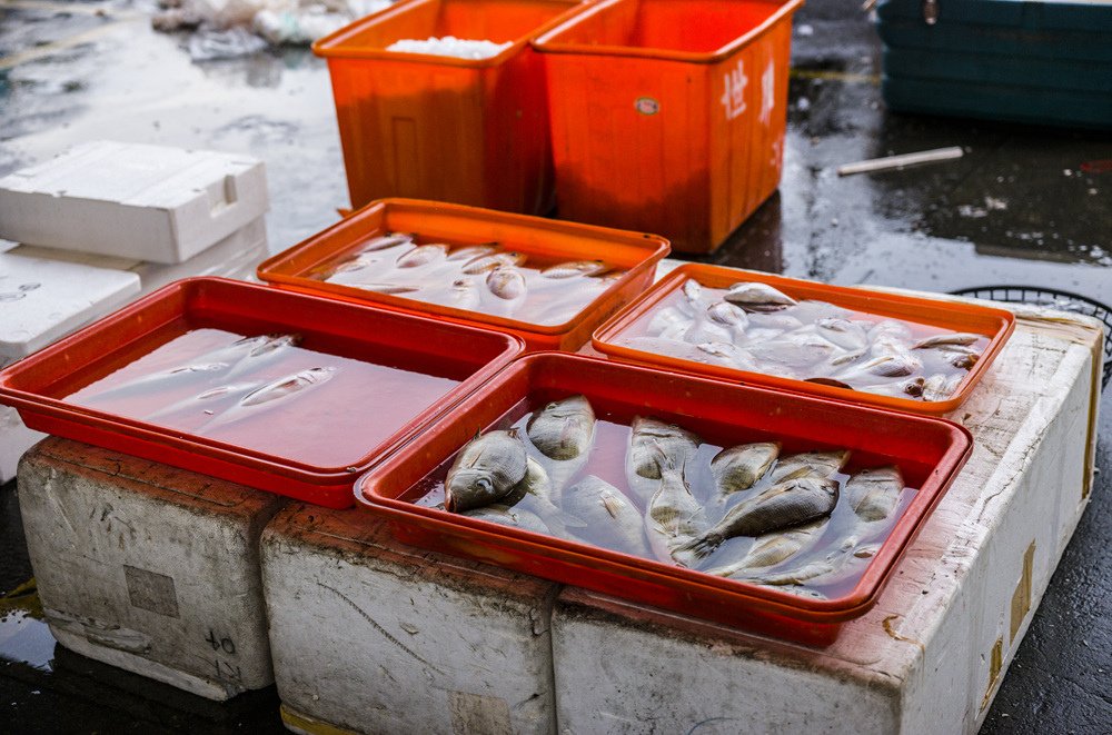 高雄前鎮魚市埸