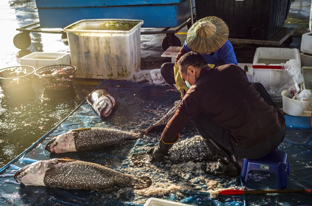 高雄前鎮魚市埸