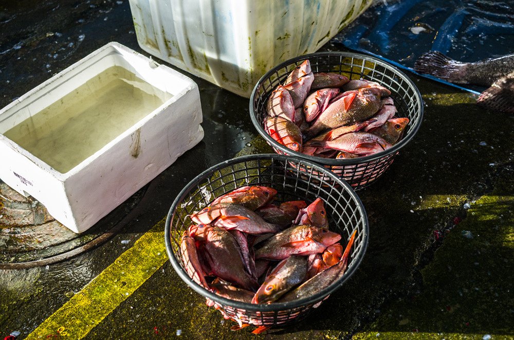 高雄前鎮魚市埸