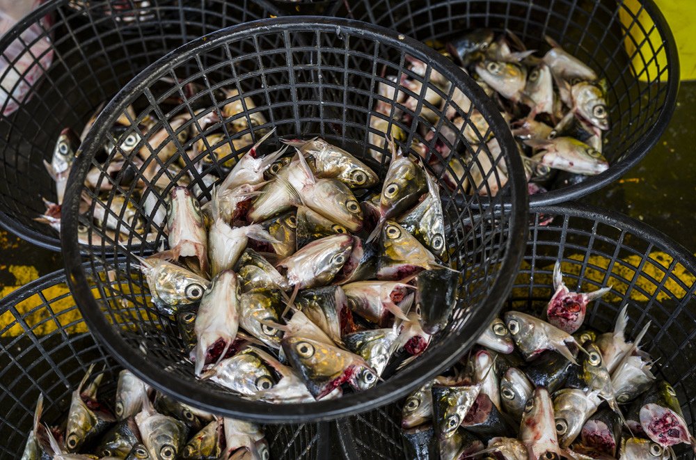 高雄前鎮魚市埸