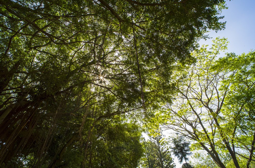 高雄鳳山熱帶園藝試驗分所