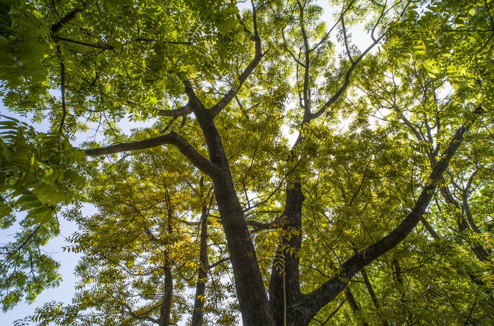 高雄鳳山熱帶園藝試驗分所