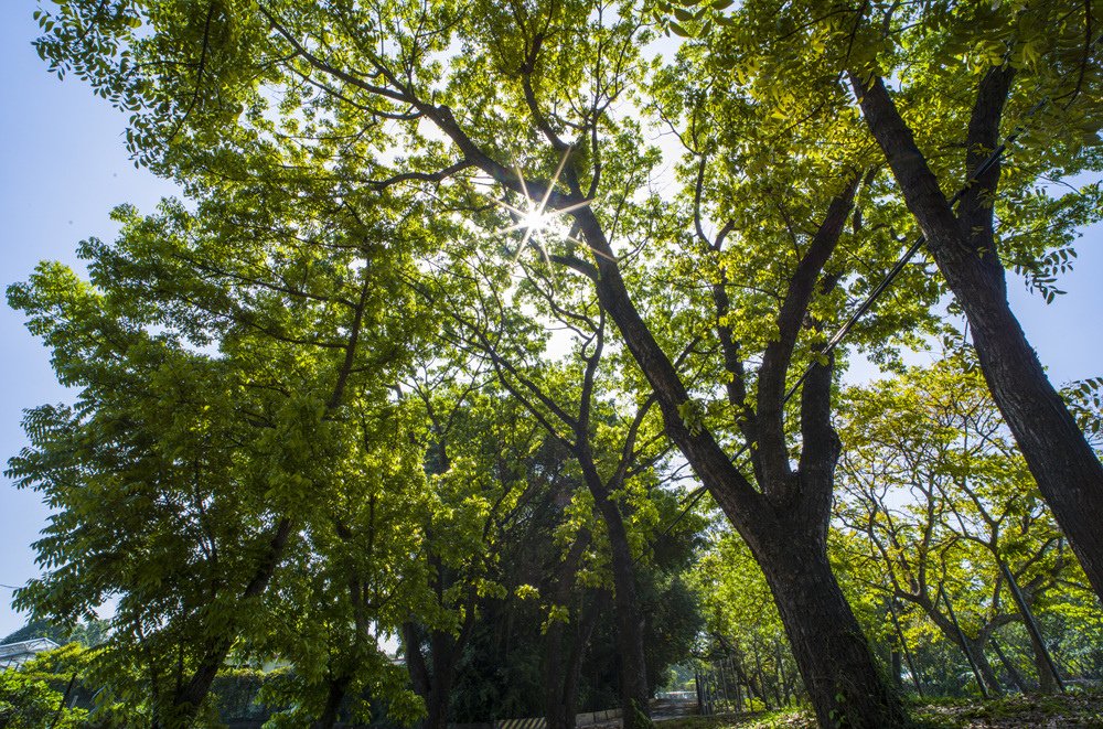 高雄鳳山熱帶園藝試驗分所