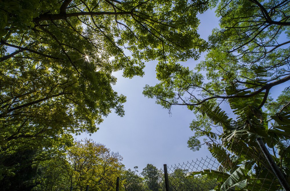 高雄鳳山熱帶園藝試驗分所