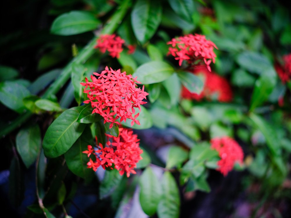 Minolta mc 85mm f1.7轉接FUJIFILM GFX50SII大東公圜