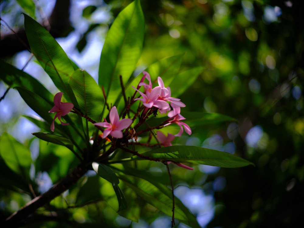 Minolta mc 85mm f1.7轉接FUJIFILM GFX50SII大東公圜