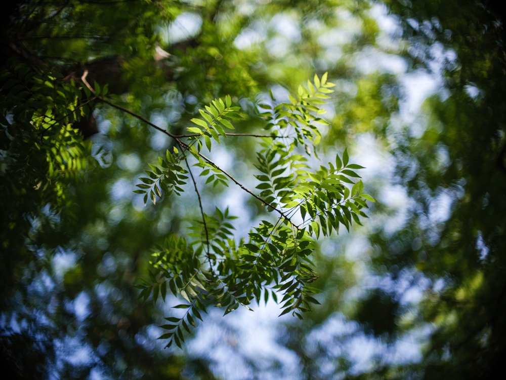 Canon FD 50mm F1.2L 轉接 FUJIFILM GFX50SII