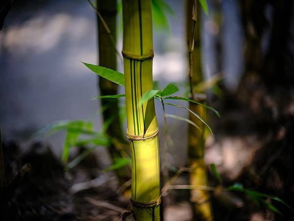 Canon FD 85mm F1.2L 轉接 FUJIFILM GFX50SII