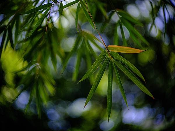 Canon FD 85mm F1.2L 轉接 FUJIFILM GFX50SII