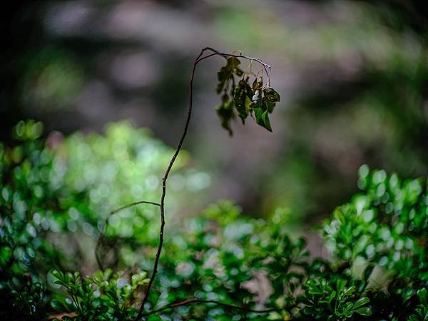 Canon FD 85mm F1.2L 轉接 FUJIFILM GFX50SII