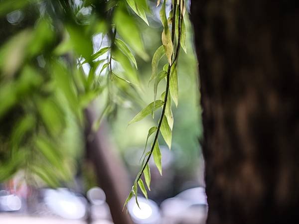 Mamiya 80mm f1.9 轉接 FUJIFILM GFX50SII