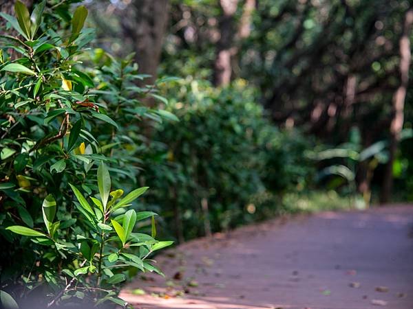 Leica Hektor 125mm f2.5 轉接 FUJIFILM GFX50SII