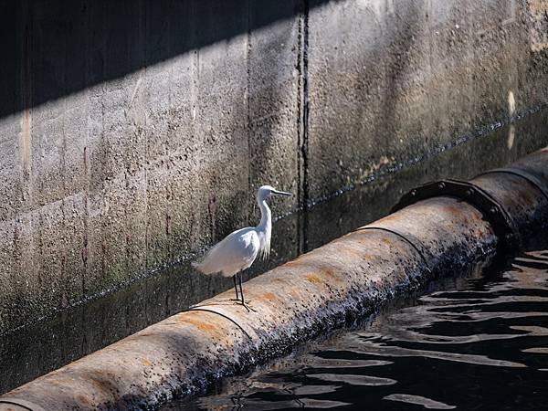 Mamiya 645 500mm f8 REFLEX