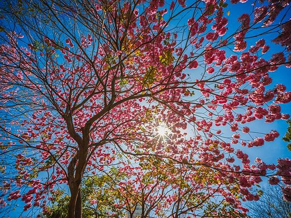 高雄駁二紅花風鈴木攝影記實