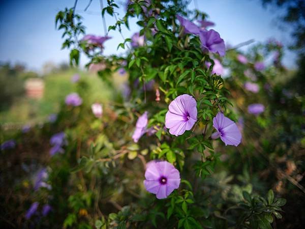 PENTAX FA 31mm F1.8 轉接 Fujifilm GFX 50S2使用分享