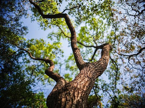 PENTAX FA 31mm F1.8 轉接 Fujifilm GFX 50S2使用分享