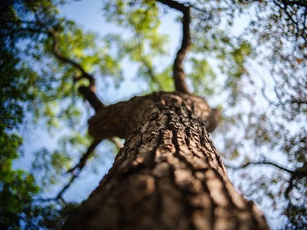 PENTAX FA 31mm F1.8 轉接 Fujifilm GFX 50S2使用分享