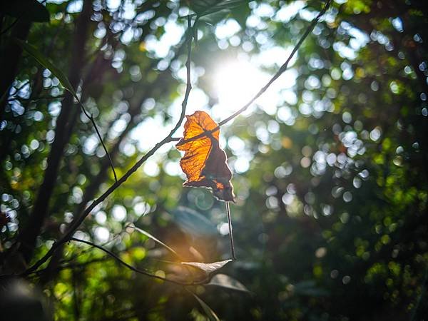 PENTAX FA 31mm F1.8 轉接 Fujifilm GFX 50S2使用分享