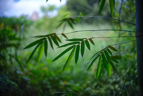 Voigtlander vm 50mm f1.2 轉接 FUJIFILM GFX50SII測試分享