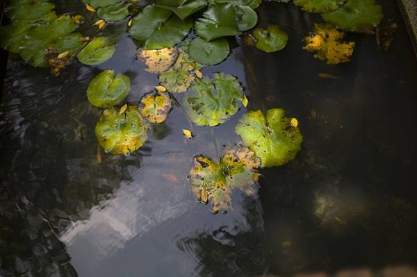 Voigtlander prominent Nokton 50mm F1.5 %26; Leica M9P測試分享