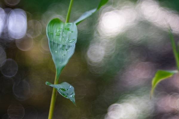 TTArtisan 100mm f2.8 &amp; Sony A7
