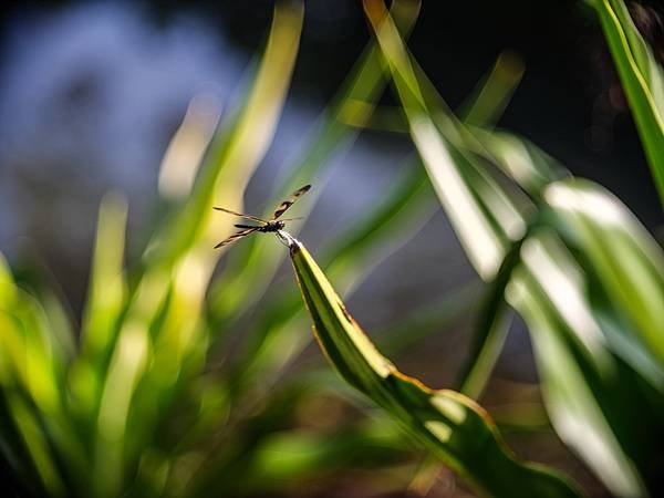 TTArtisan 100mm f2.8 &amp; FUJIFIL