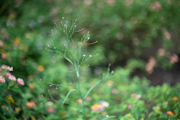 Canon New FD 50mm F1.2L &amp; Sony