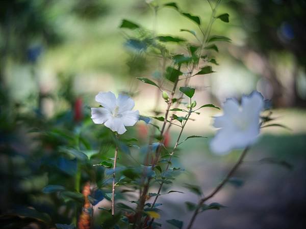 Ttartisan 50mm f0.95轉接FUJIFILM GFX50SII心得分享