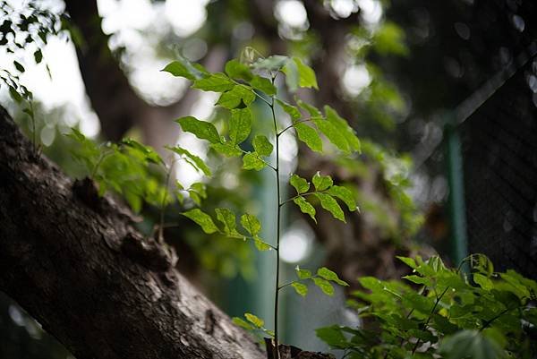 Voigtlander 50mm f1.0轉接Nikon Z