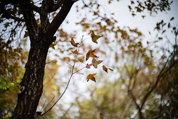 Voigtlander 50mm f1.0轉接Nikon Z