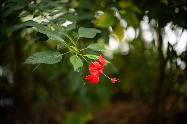 Voigtlander 50mm f1.0轉接Nikon Z