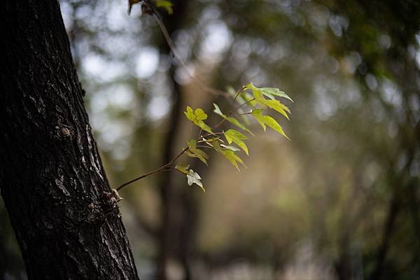 Voigtlander 50mm f1.0轉接Nikon Z