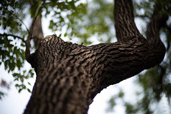 Voigtlander 50mm f1.0轉接Nikon Z