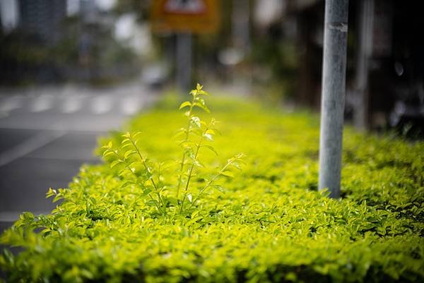 Voigtlander 50mm f1.0轉接Nikon Z