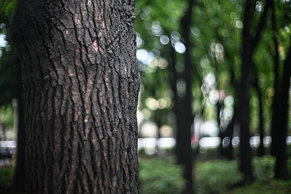 Canon 50mm f1.2 LTM 轉接Nikon ZF