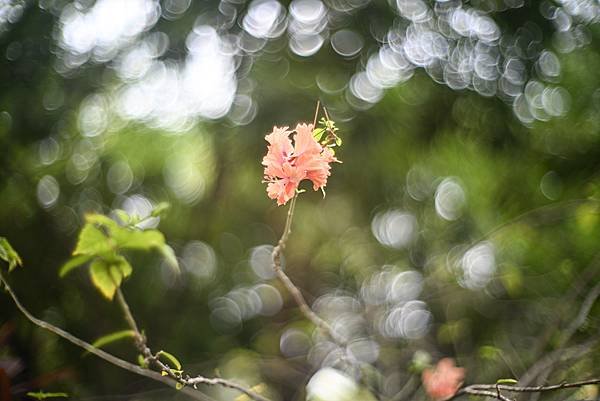 Canon 50mm f1.2 LTM 轉接Nikon ZF