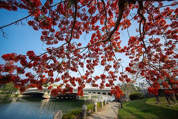 Voigtlander 12mm F5.6 III 轉接So